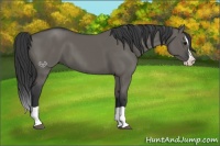 Horse Color:Grullo Splash 
