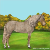 Horse Color:Chocolate Palomino Roan Tobiano
