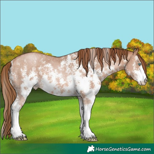 Horse Color:Bay Pearl Sabino 