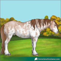 Horse Color:Bay Pearl Sabino 