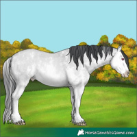 Horse Color:Bay Chinchilla Sabino Splash 