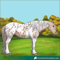 Horse Color:Bay Tobiano Appaloosa 