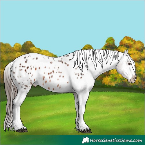 Horse Color:Bay Tobiano Blanket
