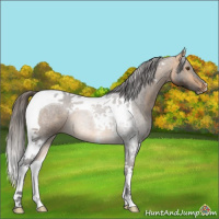 Horse Color:Buckskin Tobiano 