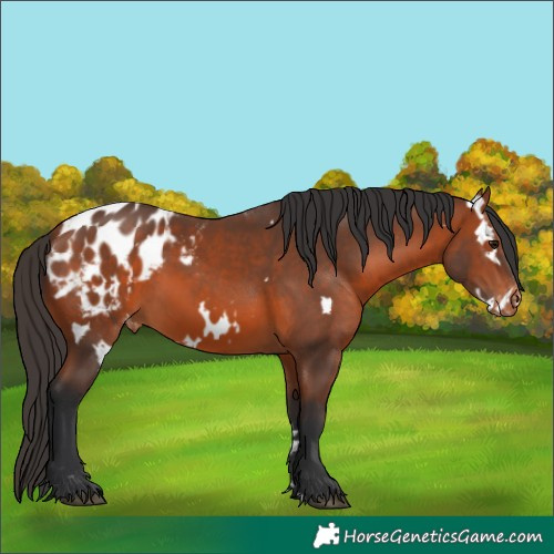 Horse Color:White Spotted Bay Appaloosa 