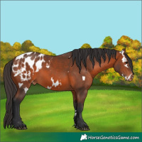 Horse Color:White Spotted Bay Appaloosa 