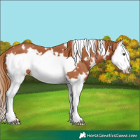 Horse Color:White Spotted Chestnut Splash Frame 