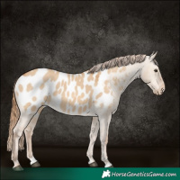 Horse Color:Red Dun Appaloosa 