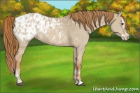Horse Color:Red Dun Appaloosa  and Red Dun Splash Appaloosa 