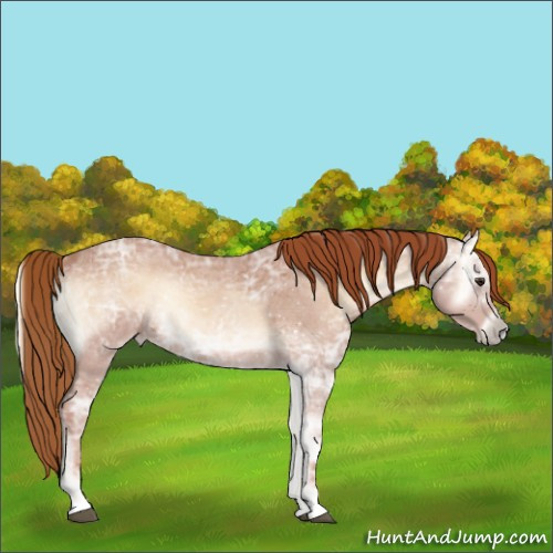 Horse Color:Red Onyx Ice Roan 