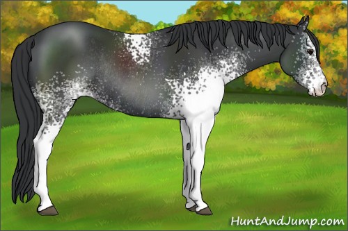 Horse Color:White Spotted Black Varnish Rabicano