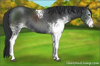Horse Color:White Spotted Black Varnish Rabicano