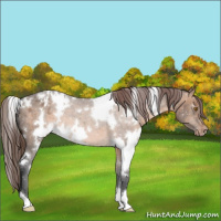 Horse Color:White Spotted Brown Dun Appaloosa 