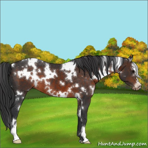 Horse Color:White Spotted Brown Sabino Varnish 