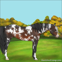 Horse Color:White Spotted Brown Sabino Varnish 
