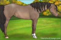 Horse Color:Sable Champagne Appaloosa