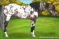 Horse Color:White Spotted Brown Ice Appaloosa 