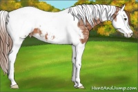 Horse Color:Chestnut Ice Splash Tobiano Snowcap 