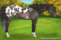 Horse Color:Brown Appaloosa
