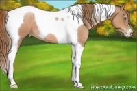 Horse Color:Liver Chestnut Pearl Tobiano 