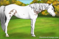 Horse Color:Brown Sabino Splash Tobiano Near Leopard