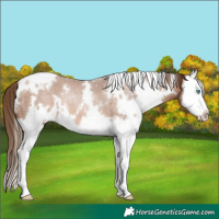 Horse Color:White Spotted Brown Pearl Splash Appaloosa 