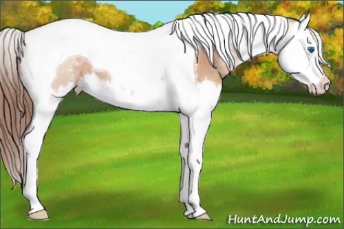 Horse Color:Bay Pearl Sabino Splash Tobiano 
