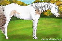 Horse Color:Bay Pearl Sabino Splash Tobiano 