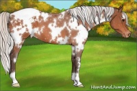 Horse Color:White Spotted Silver Brown Appaloosa