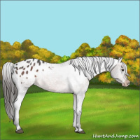 Horse Color:Brown Appaloosa