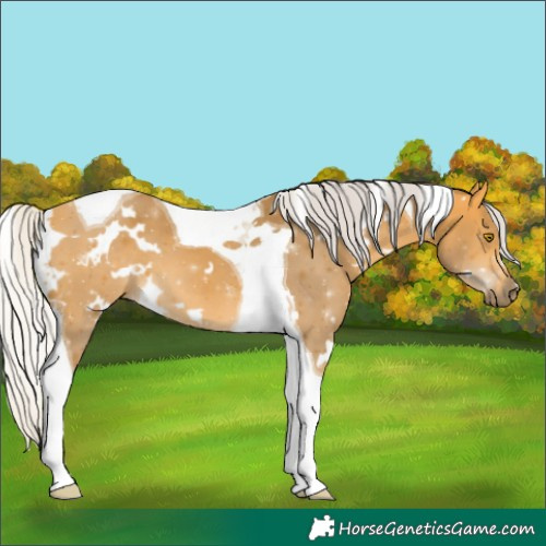 Horse Color:White Spotted Silver Buckskin Tobiano 