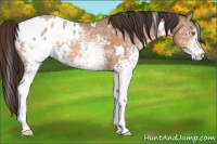 Horse Color:White Spotted Sable Champagne Ice Varnish 