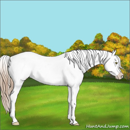 Horse Color:White Spotted Liver Chestnut Ice Pearl Sabino Appaloosa 