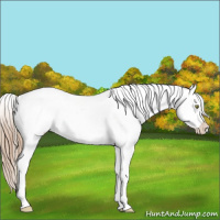 Horse Color:White Spotted Liver Chestnut Ice Pearl Sabino Appaloosa 