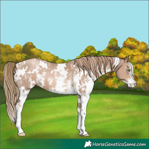 Horse Color:White Spotted Liver Chestnut Pearl Sabino