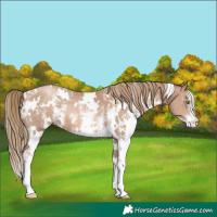 Horse Color:White Spotted Liver Chestnut Pearl Sabino 