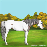 Horse Color:Brown Splash Near Fewspot