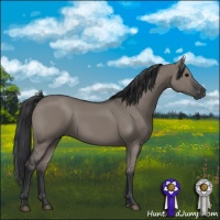 Horse Color:Grullo 