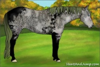 Horse Color:Void Watercolor Classic Cream Champagne Ice Pearl Onyx Tobiano Rabicano 