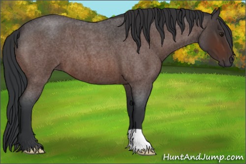 Horse Color:Brown Roan 