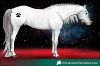 Horse Color:White Spotted Black Appaloosa 
