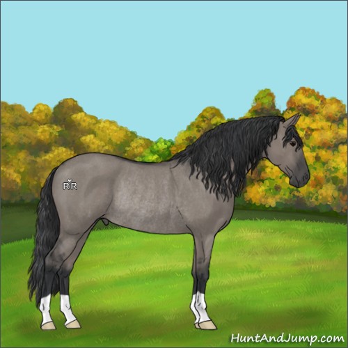 Horse Color:Grullo Roan Rabicano 