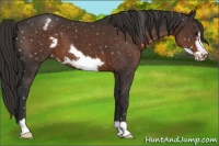 Horse Color:Liver Chestnut Frame Snowflake Varnish