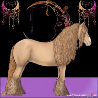 Horse Color:Gold Champagne 
