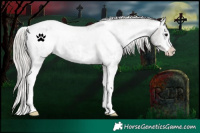 Horse Color:White Spotted Silver Black Appaloosa 