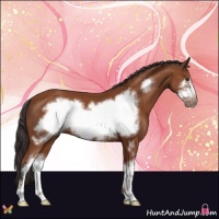 Horse Color:Bay Sabino Frame 