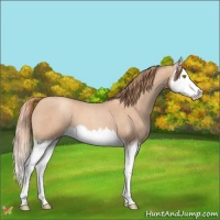Horse Color:Gold Champagne Roan Splash