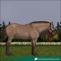 Horse Color:Liver Red Dun 