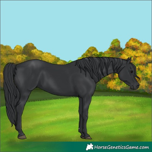 Horse Color:Black 