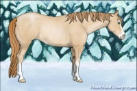 Horse Color:Smoky Black Pearl Sabino Rabicano